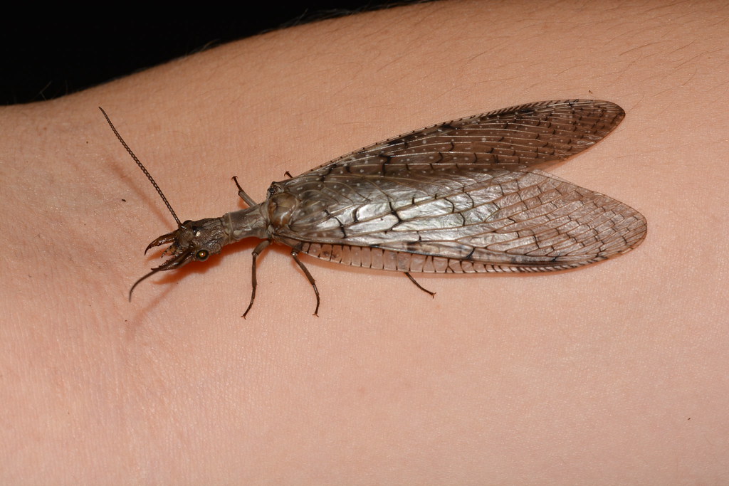 The Dobsonfly Emerges: A Giant Among Insects (image credits: flickr)