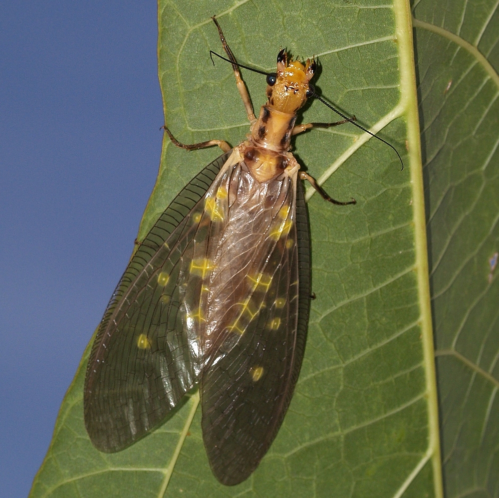 The Mating Ritual: A Race Against Time (image credits: By Daiju Azuma, CC BY-SA 2.5, https://commons.wikimedia.org/w/index.php?curid=1644396)