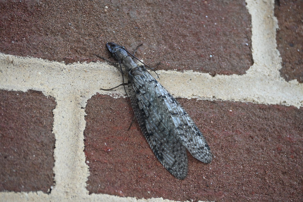 The Egg-Laying Mission: Securing the Next Generation (image credits: flickr)