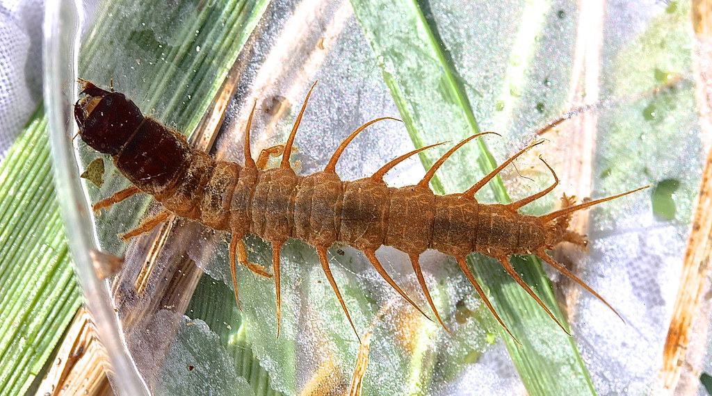 Breathing Underwater: The Gill System Mystery (image credits: flickr)