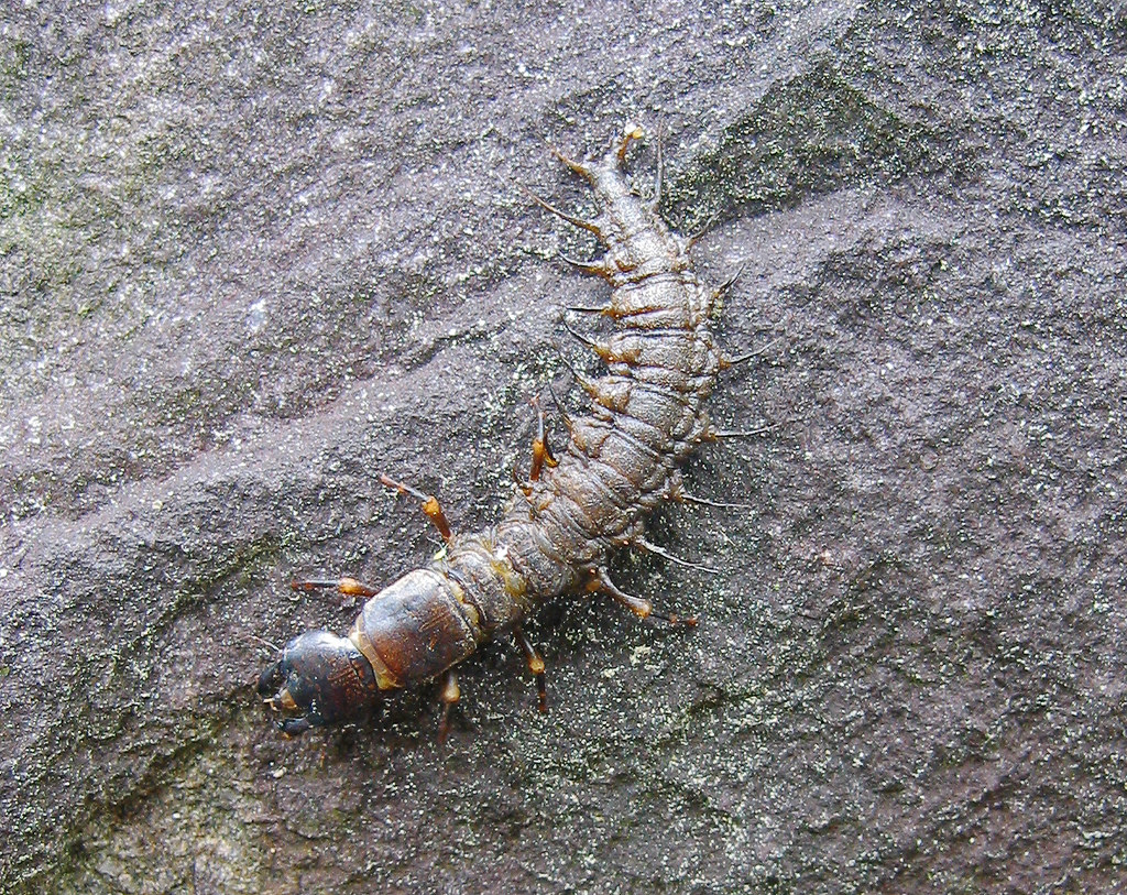 The Predator's Arsenal: Hunting Strategies Revealed (image credits: flickr)