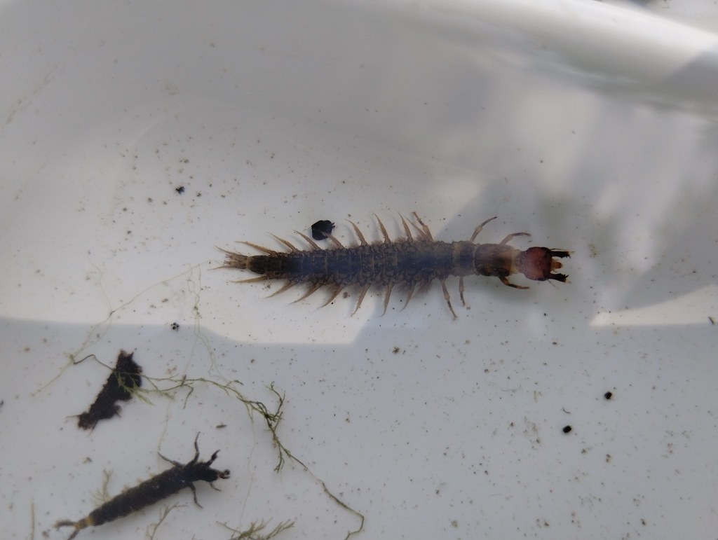 Ecosystem Engineers: Their Role in Freshwater Habitats (image credits: flickr)
