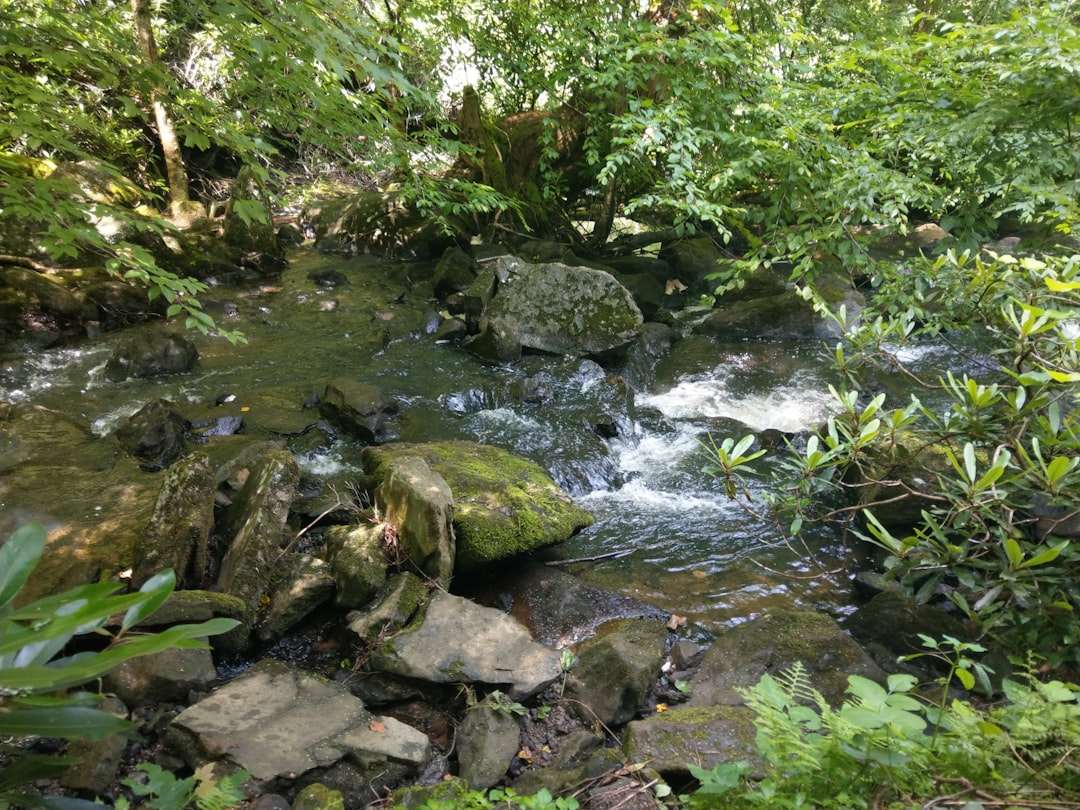 Conservation Challenges and Protection Efforts (image credits: unsplash)