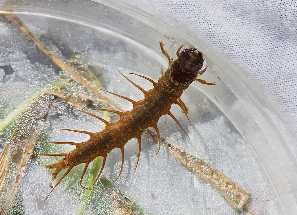 The Bug That Lives Its Whole Life Underwater — Except to Mate and Die