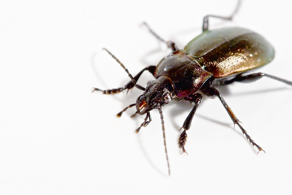 The Bug That Crawled Out of the Sink? It Probably Ballooned In