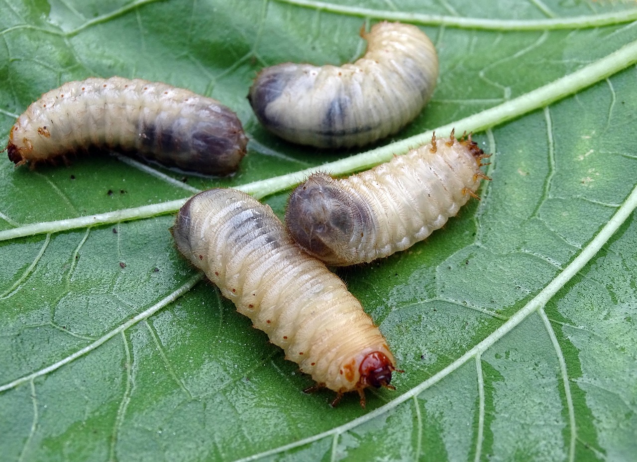 Carpet Beetles: The Fiber Destroyers (image credits: pixabay)