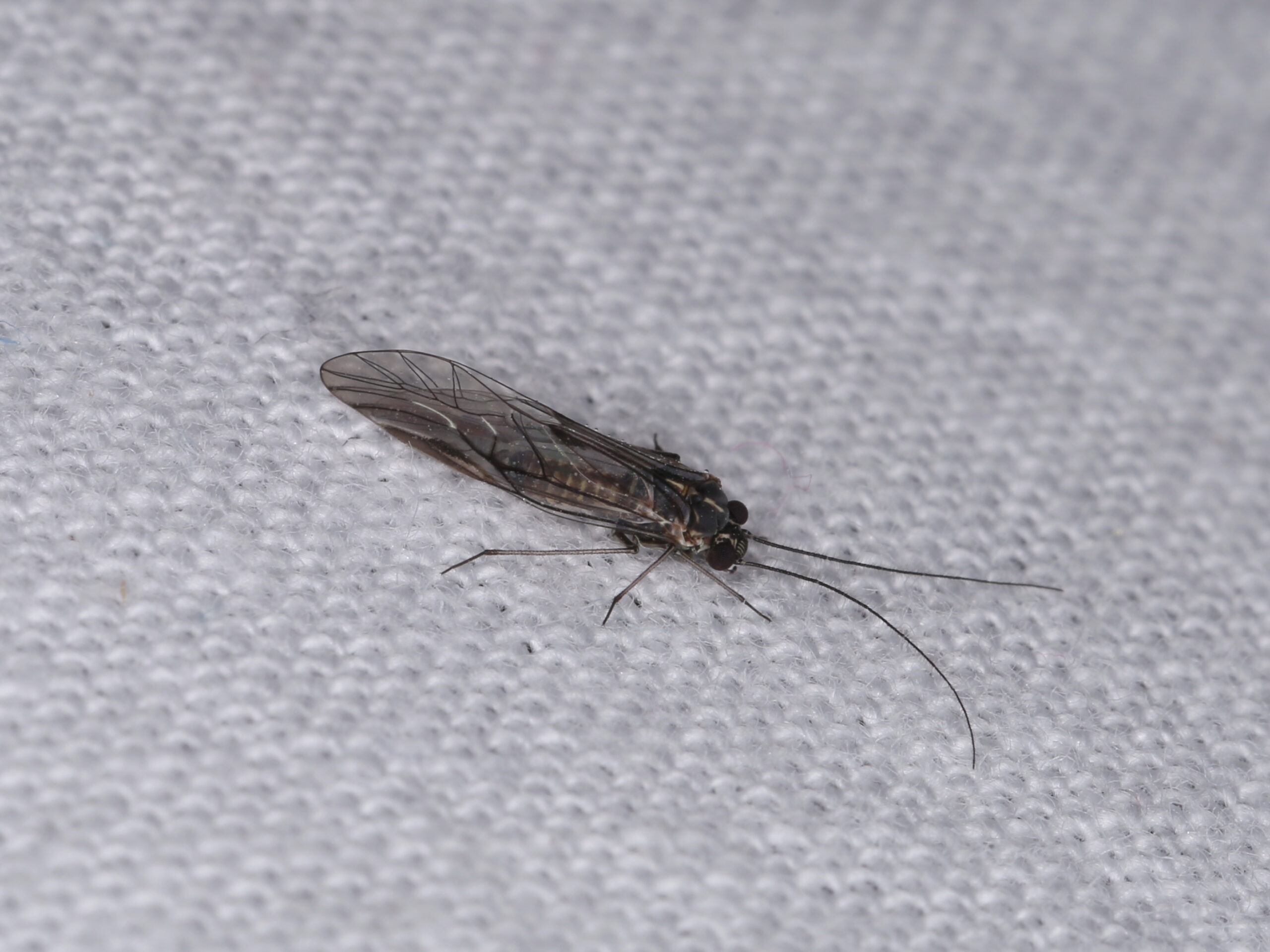 Book Lice: The Moisture Seekers (image credits: wikimedia)
