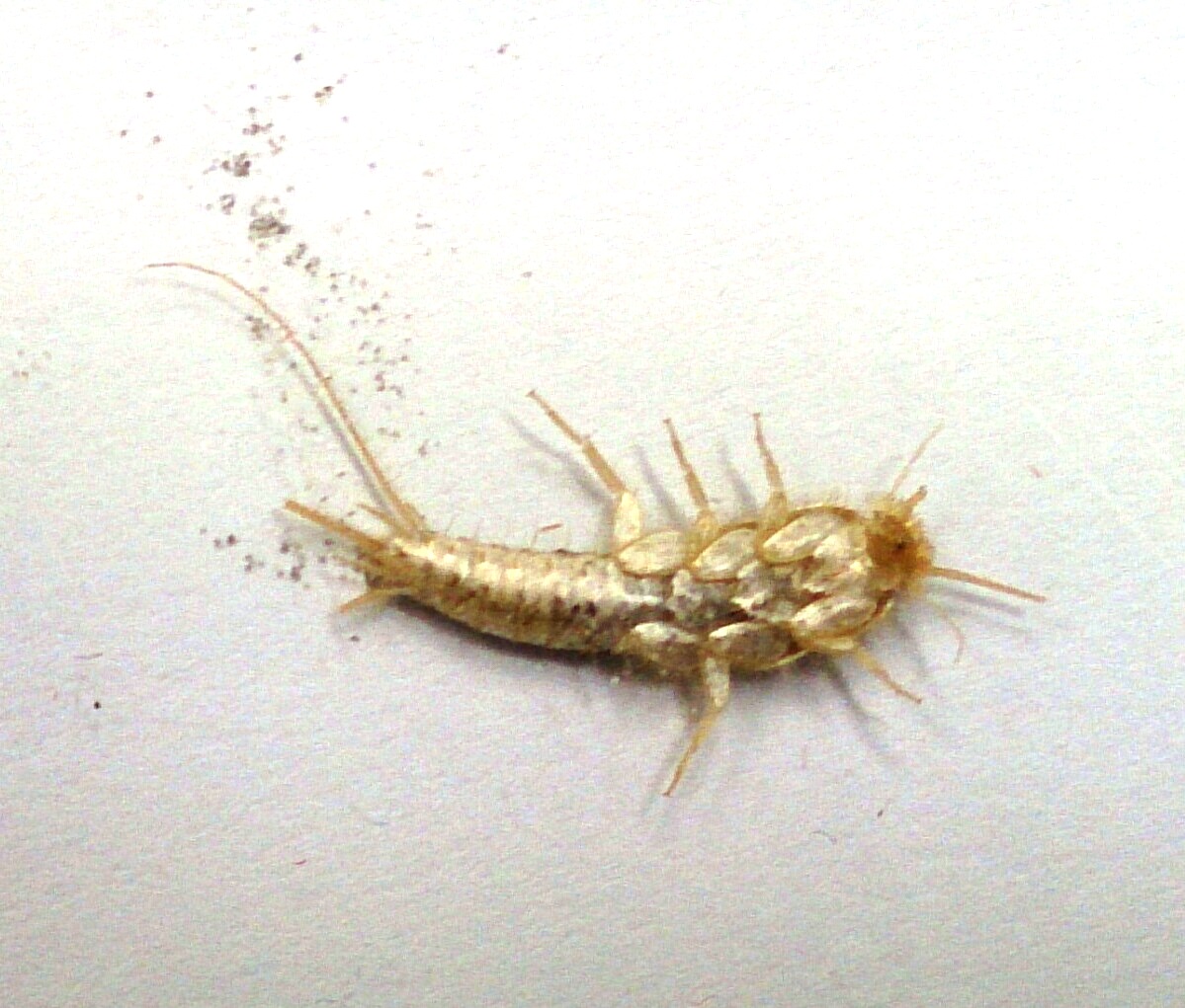 Meet the Silverfish: The Original Book Destroyer (image credits: wikimedia)
