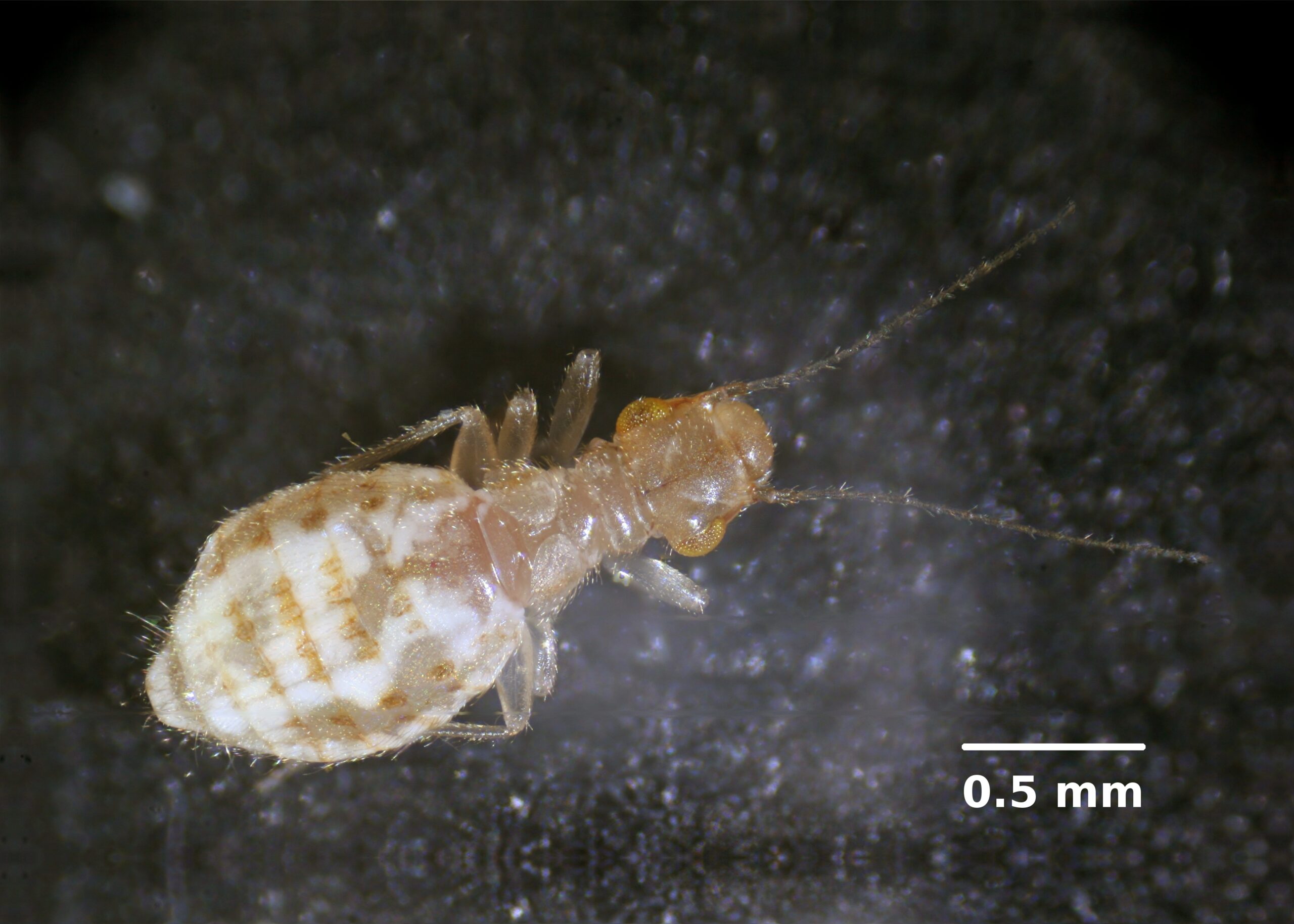 The Booklouse: Small but Mighty Paper Predator (image credits: wikimedia)