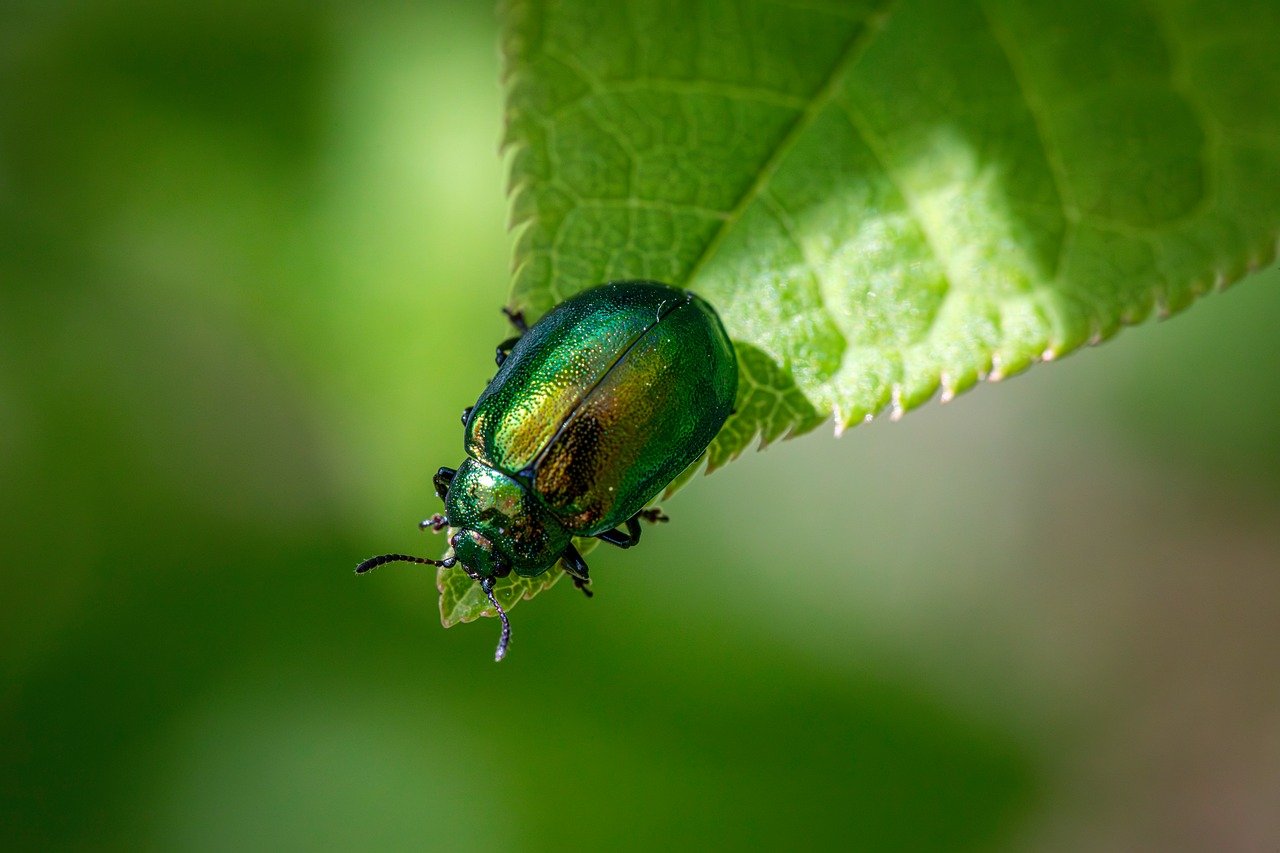 Global Perspectives: Different Bugs, Different Continents (image credits: pixabay)