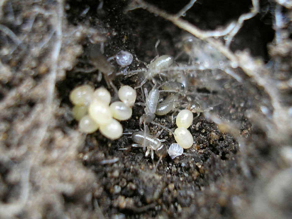 The Egg-Laying Ritual (image credits: wikimedia)