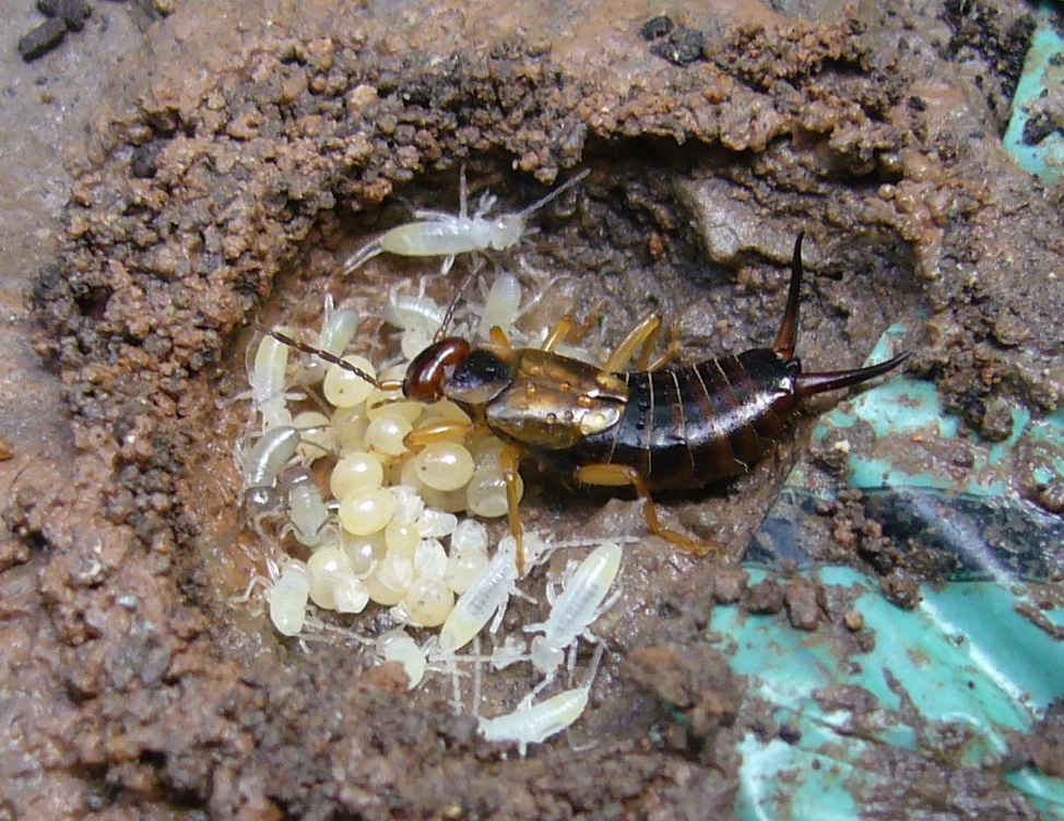 The Fungus Fighter (image credits: wikimedia)