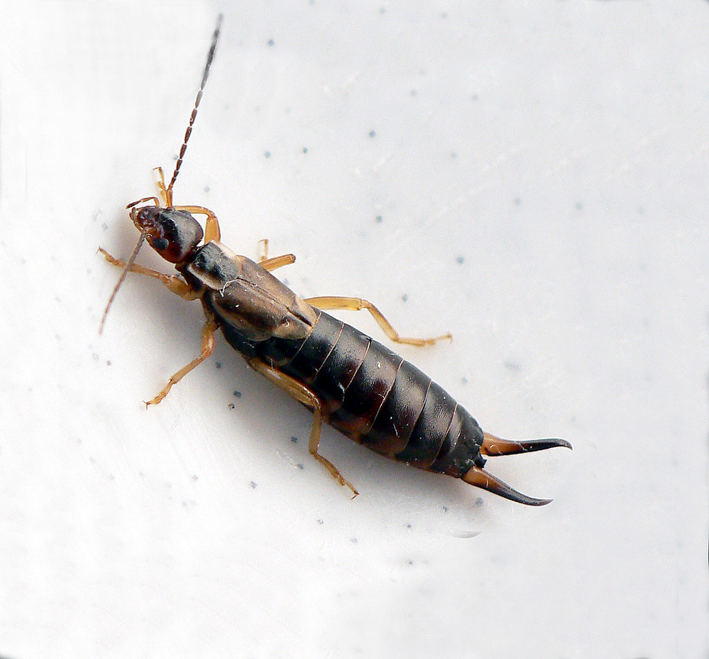 The Feeding Phenomenon (image credits: flickr)