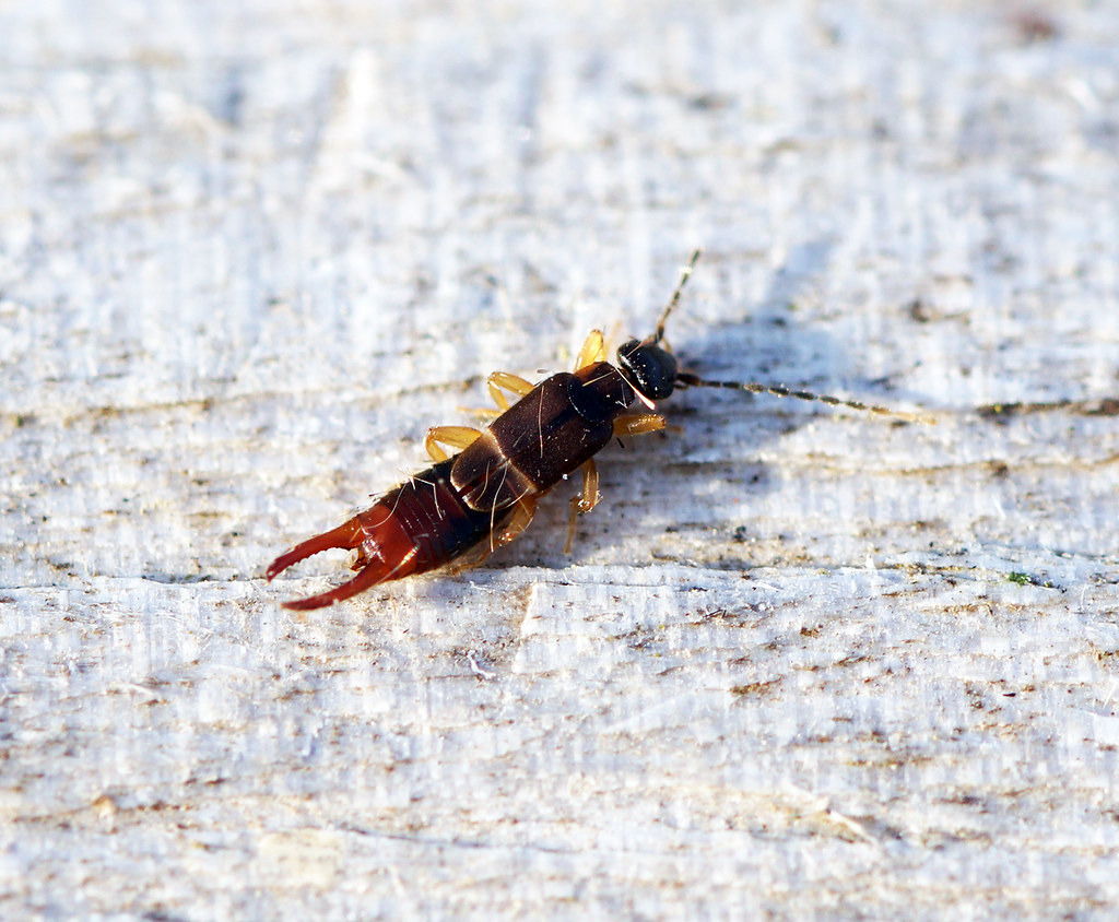 Teaching Survival Skills (image credits: flickr)