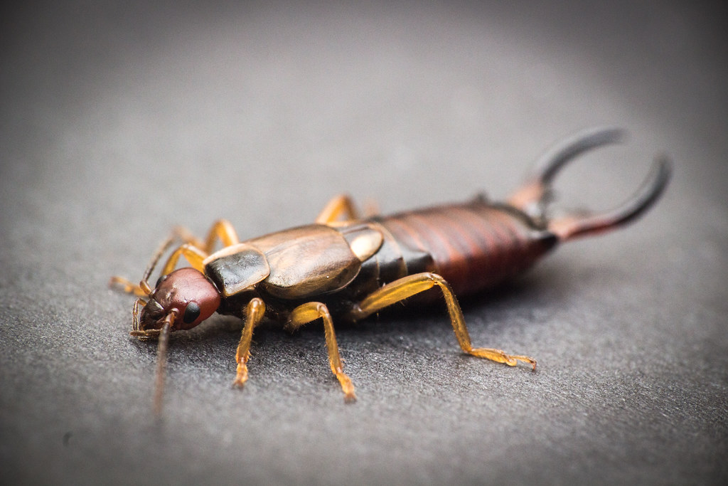 The Mother Earwig That Guards Her Eggs and Feeds Her Babies