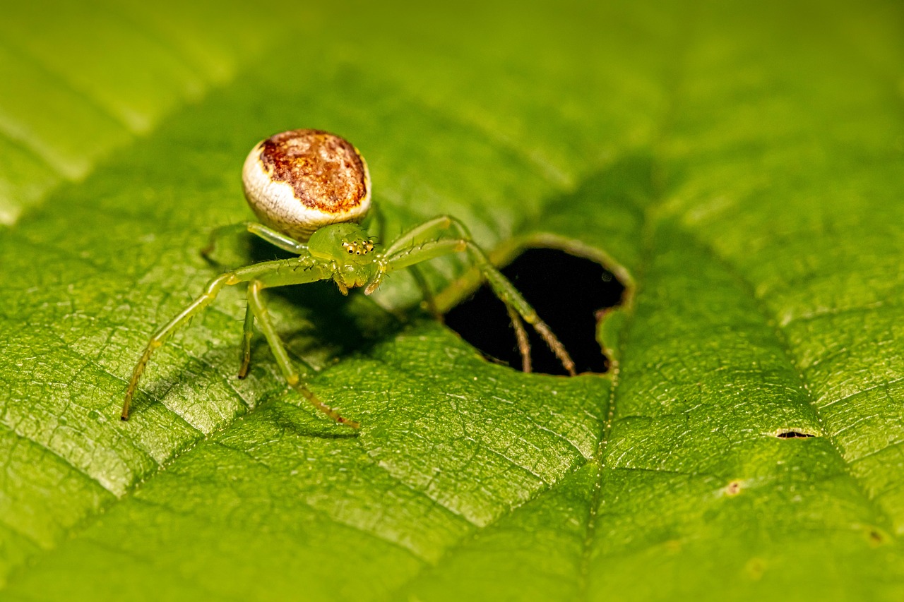 The Hidden World of Microscopic Arthropods (image credits: pixabay)