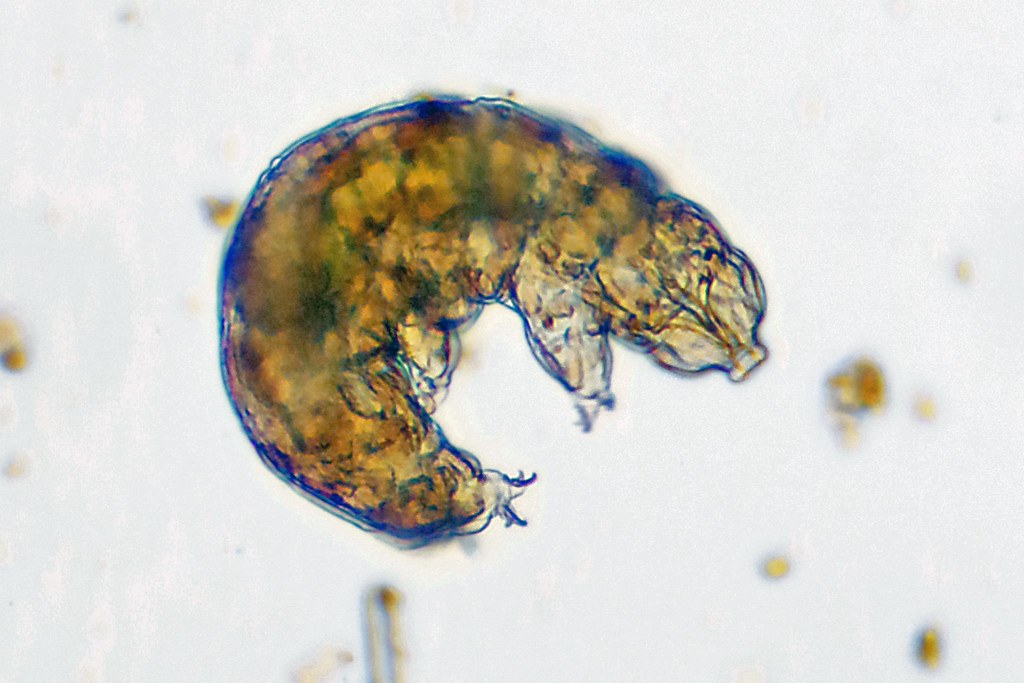 Tardigrades: The Indestructible Water Bears (image credits: flickr)
