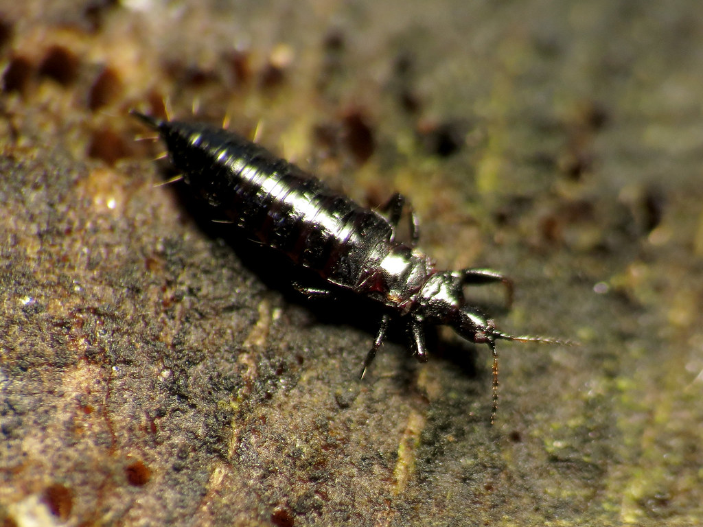 Thrips: The Tiny Plant Vampires (image credits: flickr)