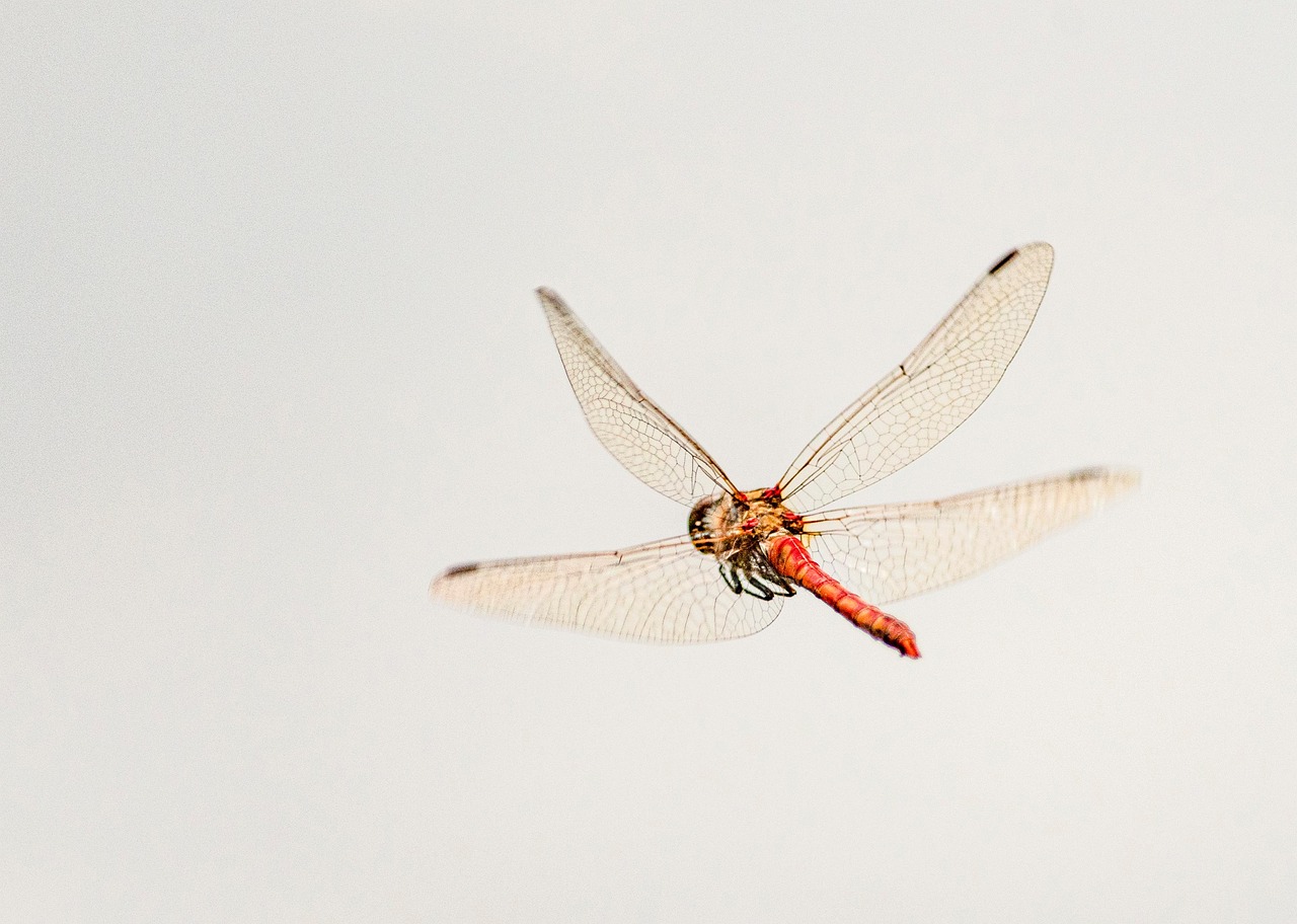 The Physics of Microscopic Flight (image credits: pixabay)