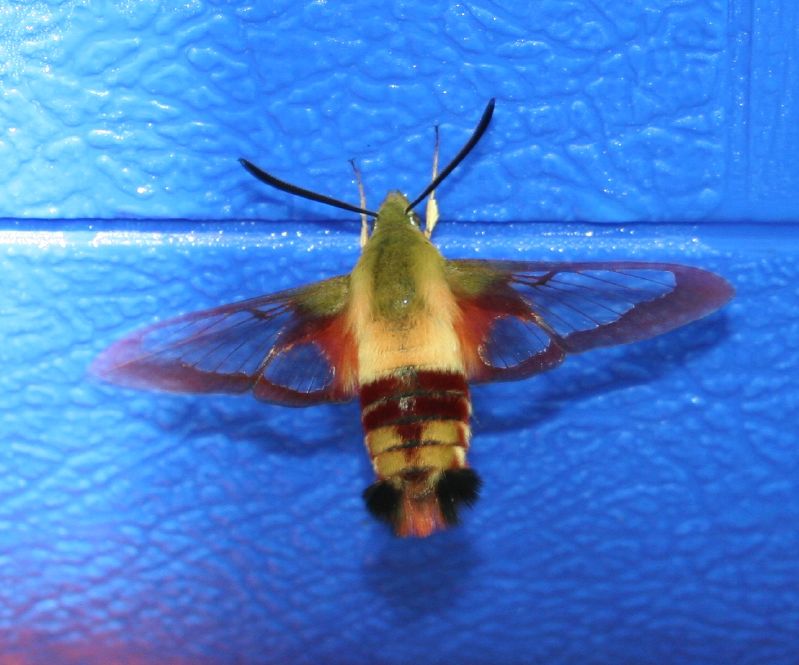 The Scent Trail That Leads Them Home (image credits: wikimedia)