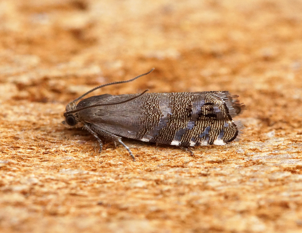 The Role of Humidity in Moth Attraction (image credits: flickr)