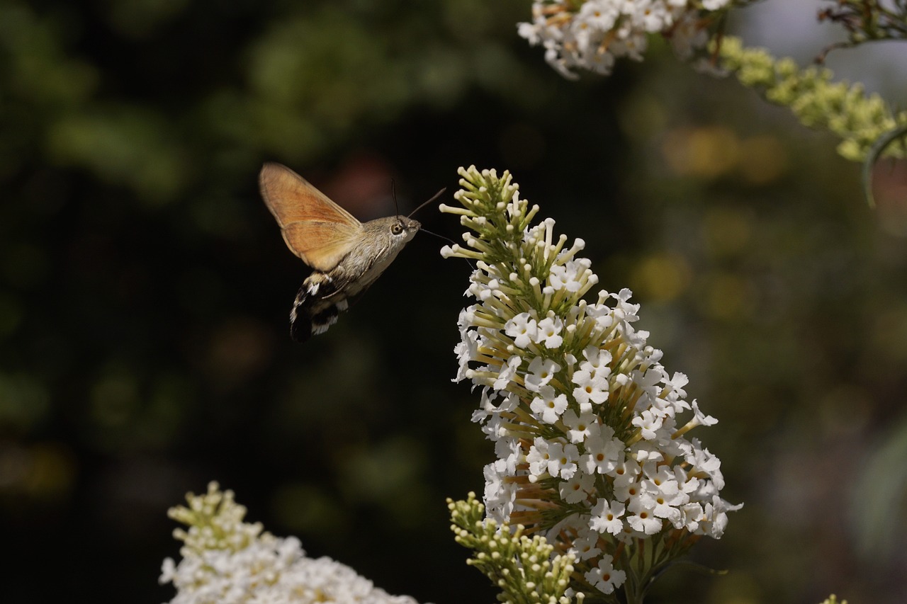 Chemical Attractants Beyond Natural Fibers (image credits: pixabay)