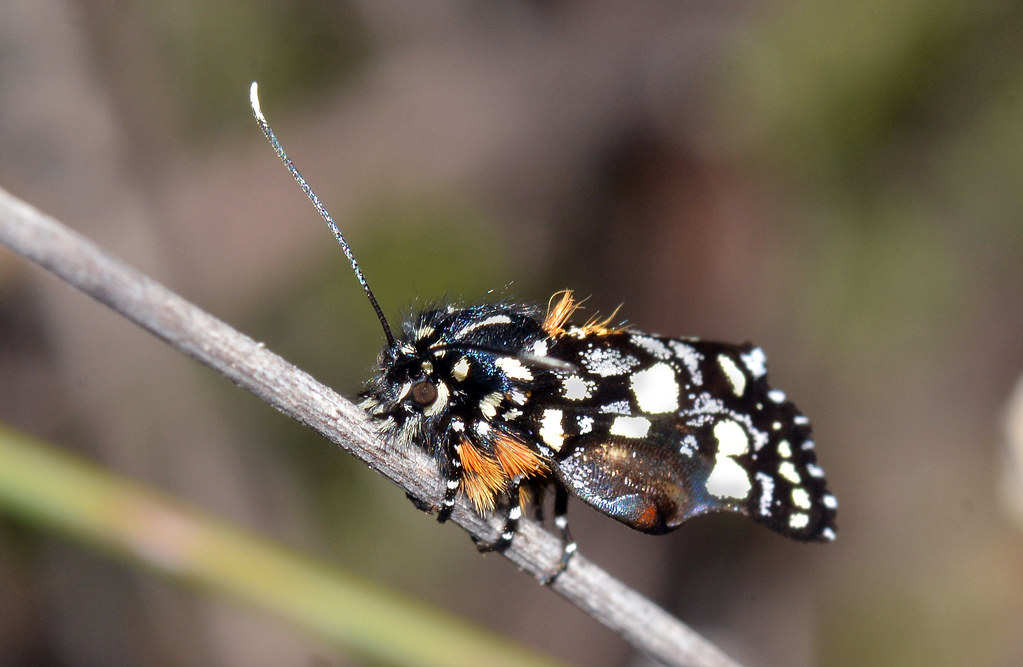 The Social Network of Moth Communication (image credits: flickr)