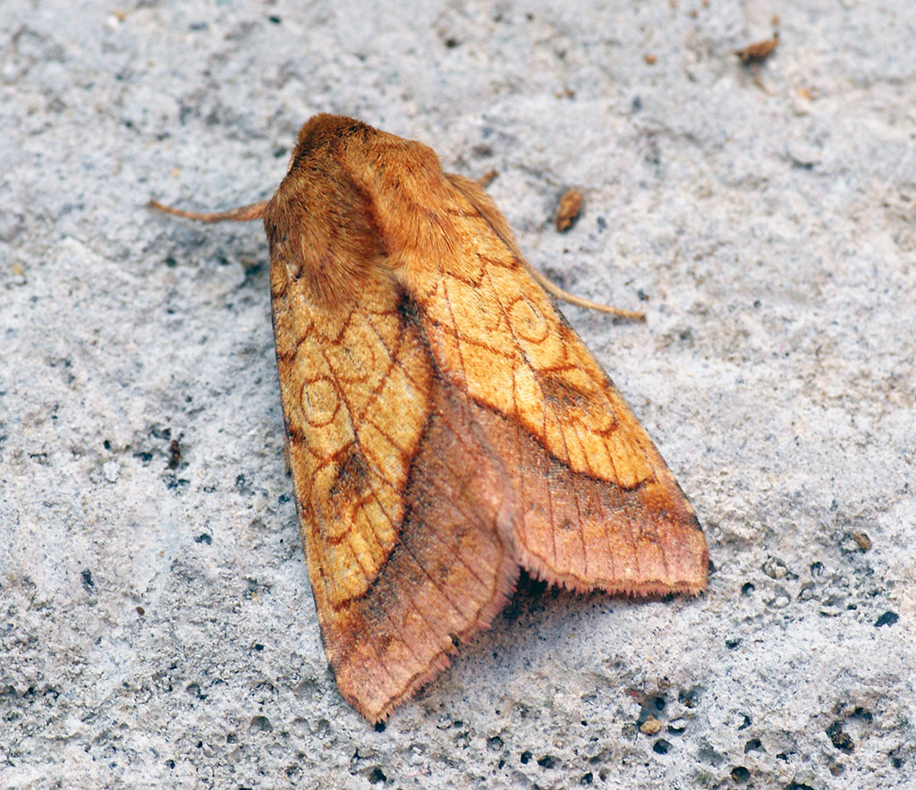 Climate Change and Changing Moth Behavior (image credits: flickr)