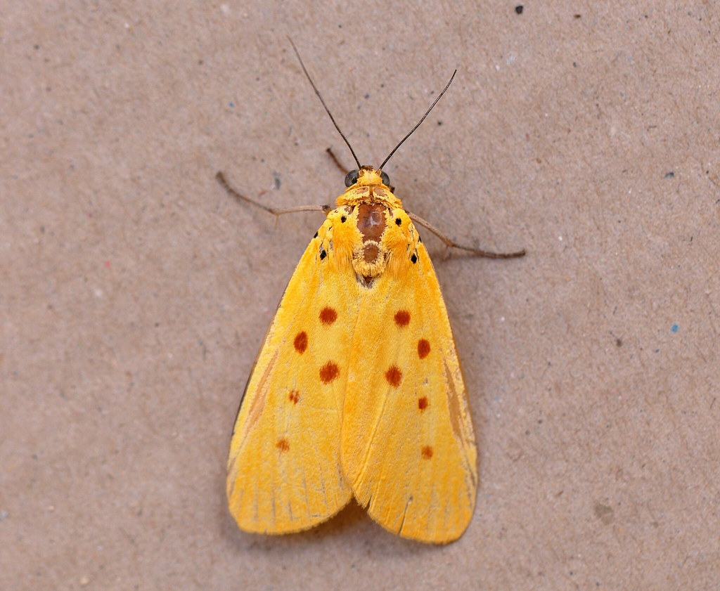 The Economic Impact of Moth Damage (image credits: flickr)