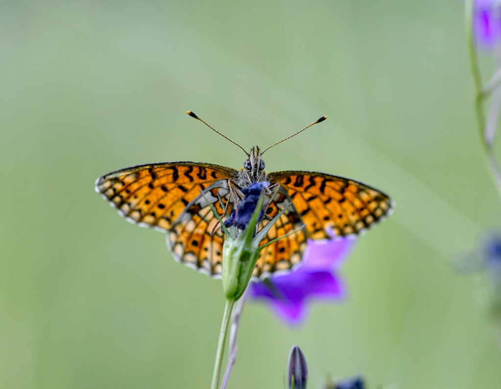 The Spring Awakening: Mayflies and Their Magnificent Emergence (image credits: flickr)