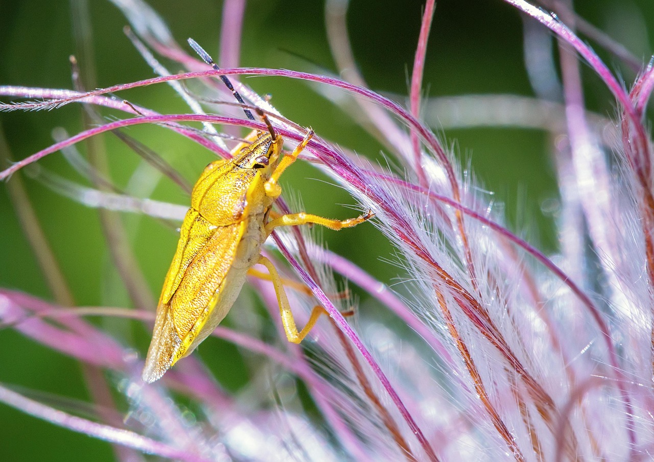 The Autumn Invasion: Stink Bugs Seeking Winter Shelter (image credits: pixabay)