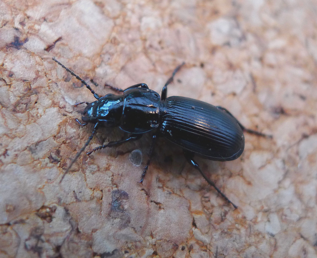 The Mysterious Timing Mechanisms Behind Insect Clocks (image credits: flickr)