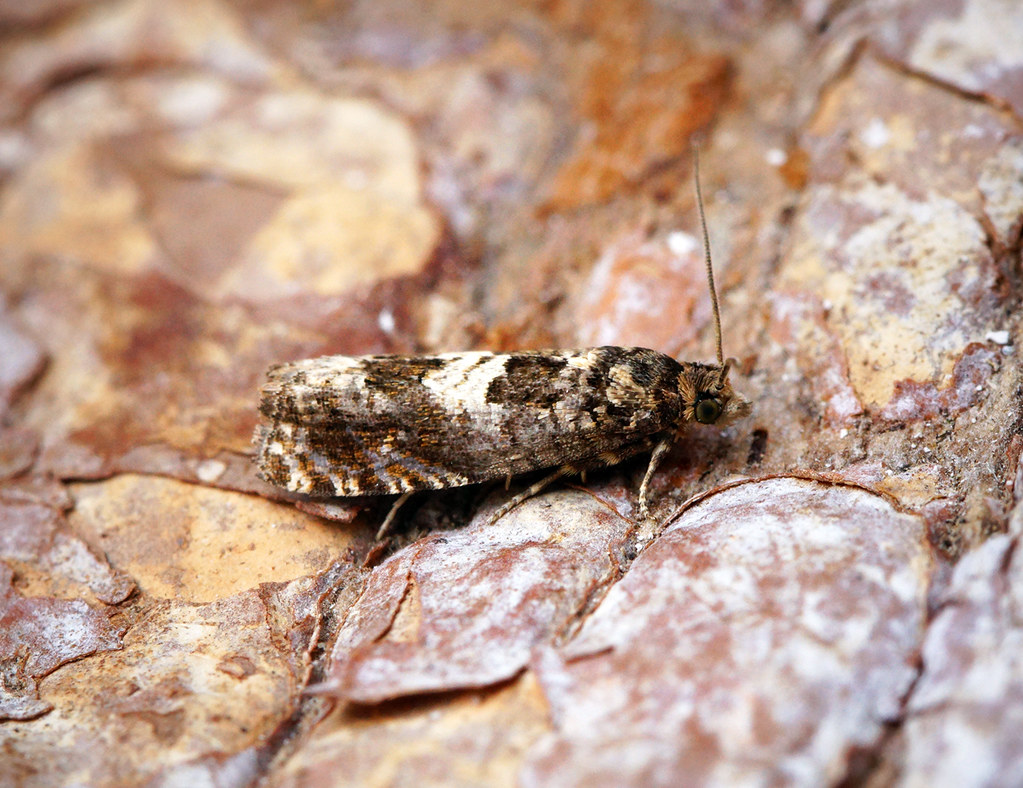 The Role of Temperature in Insect Seasonal Behavior (image credits: flickr)