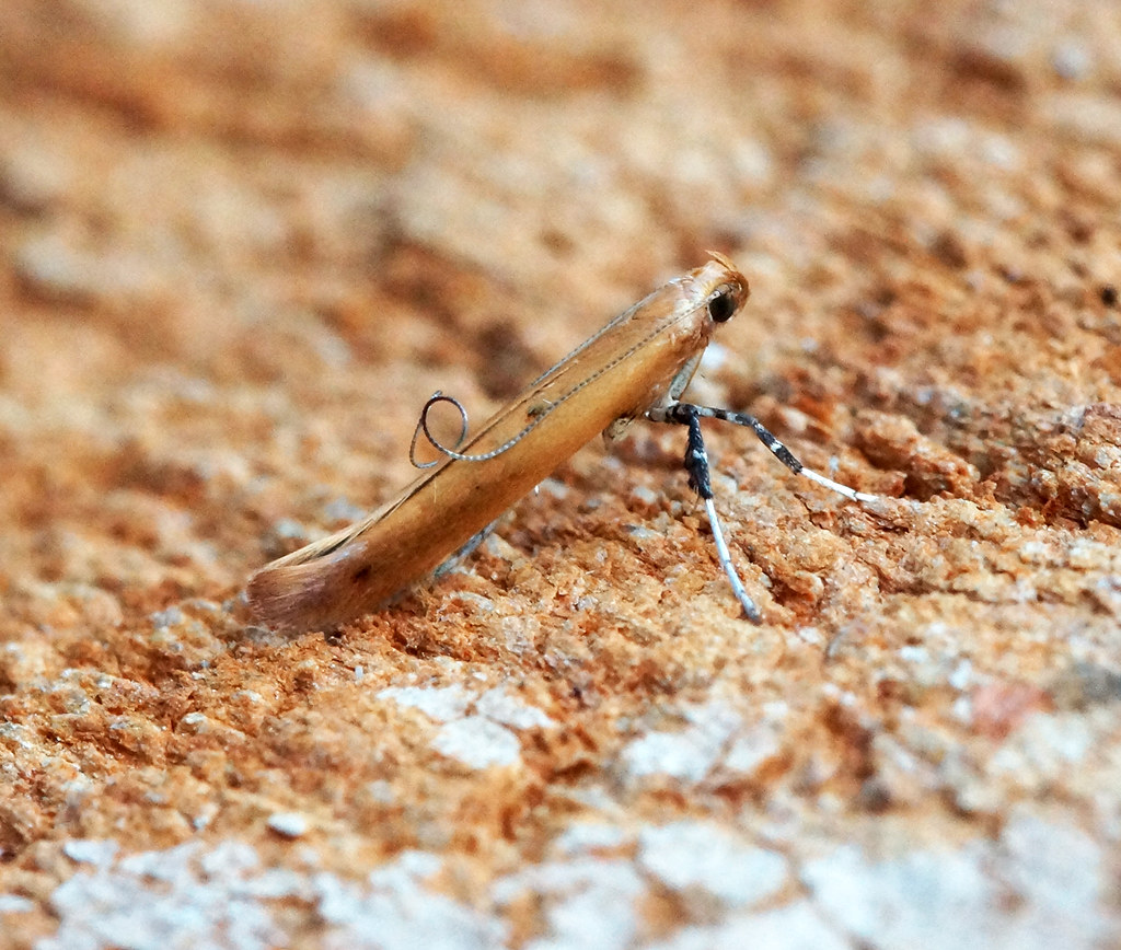 Photoperiodism: How Insects Track Day Length (image credits: flickr)