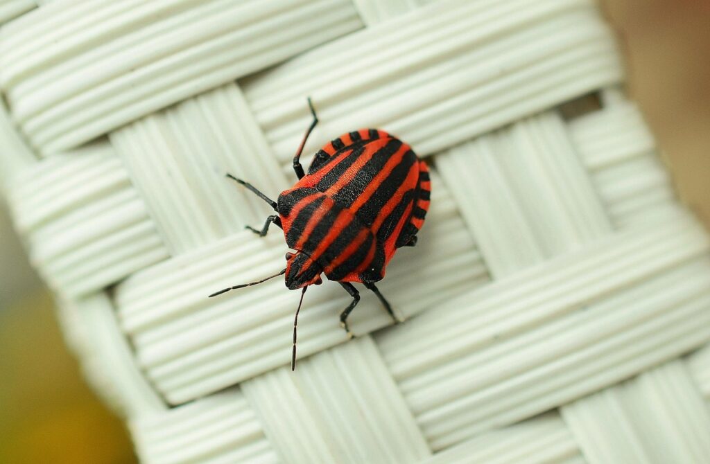 6 Bugs That Appear Like Clockwork Every Season