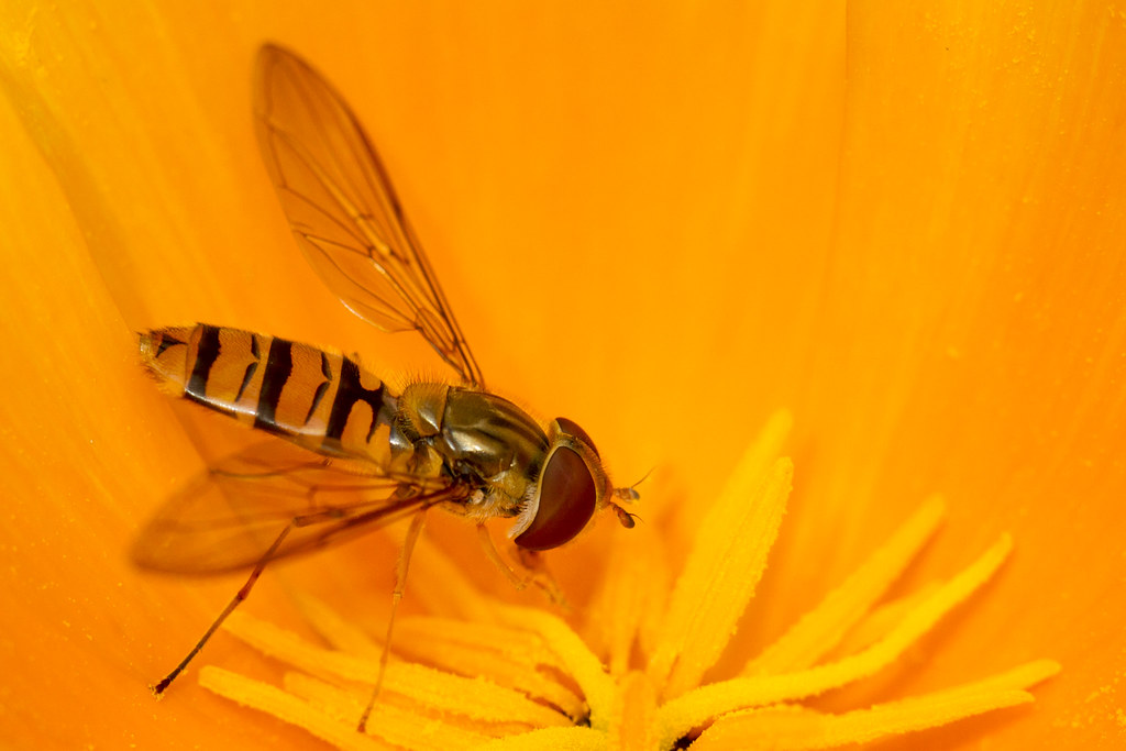 The Role of Wing Structure (image credits: flickr)