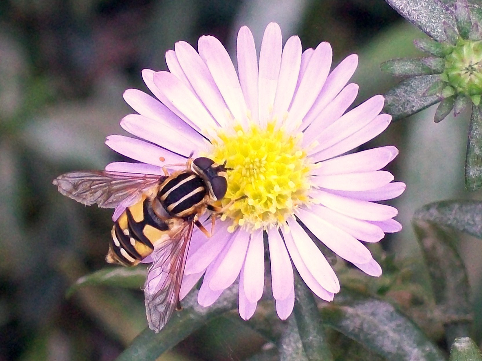 Conservation and Garden Benefits (image credits: wikimedia)