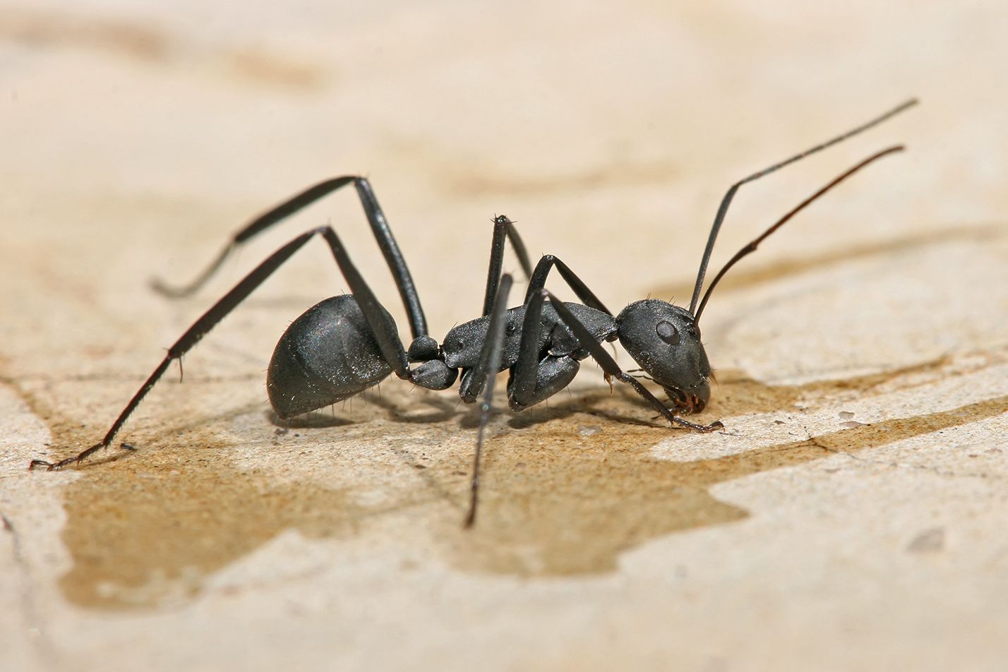 Carpenter Ants: The Silent Destroyers of Your Home's Structure (image credits: wikimedia)