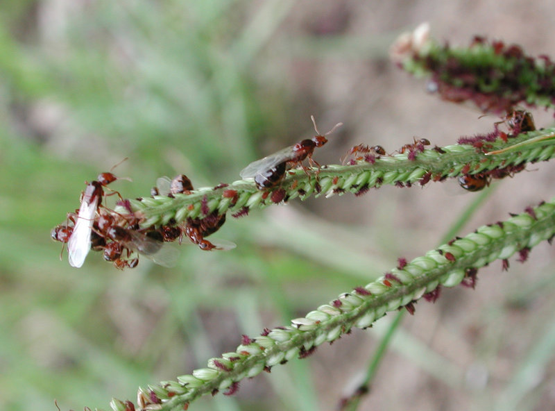 Fire Ants: The Aggressive Defenders with a Painful Bite (image credits: wikimedia)