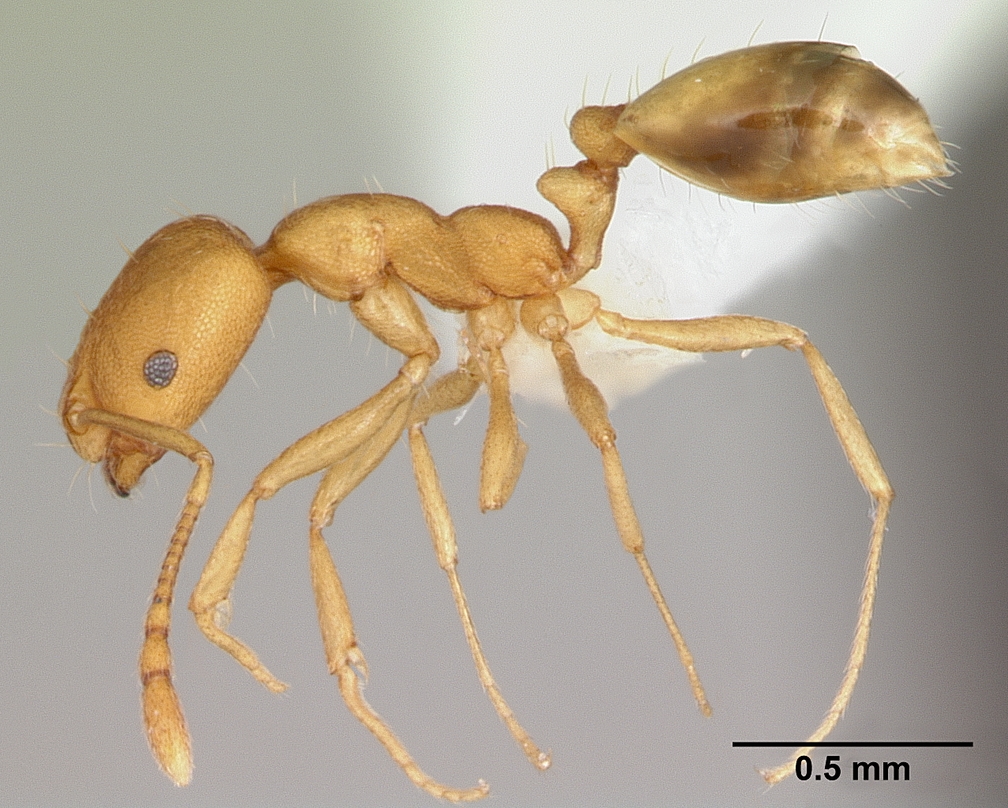 Pharaoh Ants: The Tiny Yellow Menace (image credits: wikimedia)