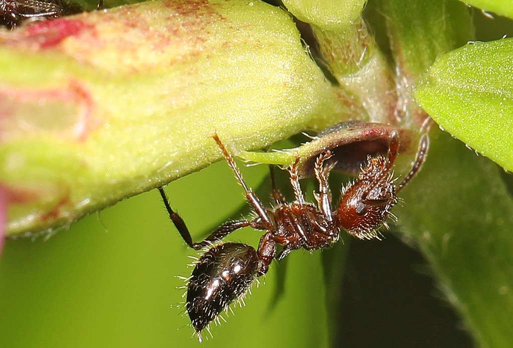 Acrobat Ants: The Gymnasts of the Ant World (image credits: flickr)