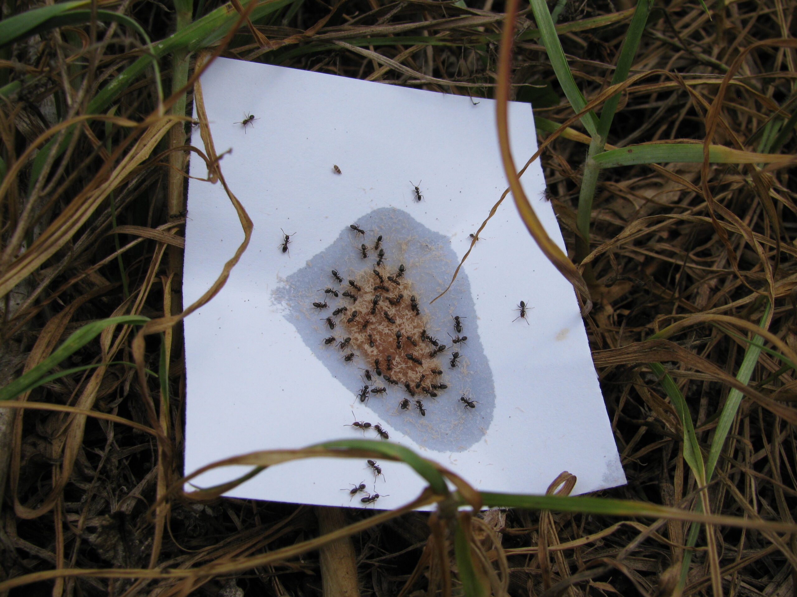 Odorous House Ants: The Stinky Invaders (image credits: wikimedia)