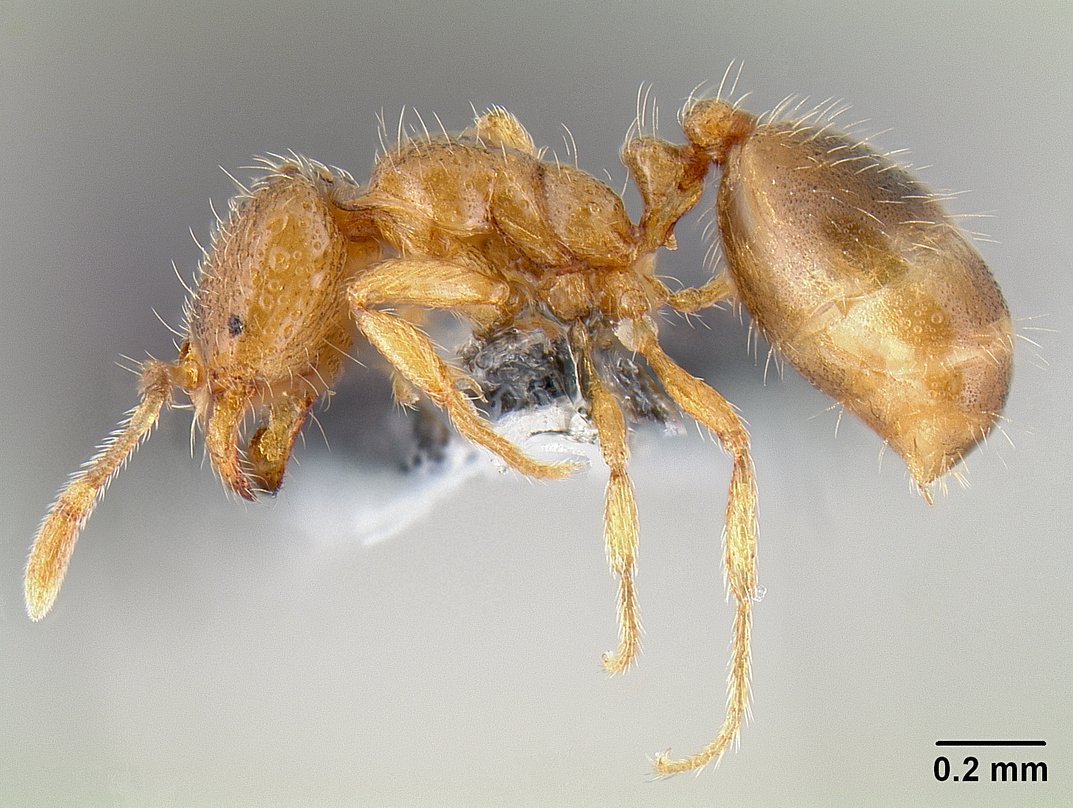 Thief Ants: The Sneaky Infiltrators (image credits: wikimedia)