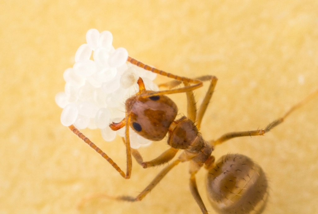 Crazy Ants: The Erratic Wanderers (image credits: rawpixel)