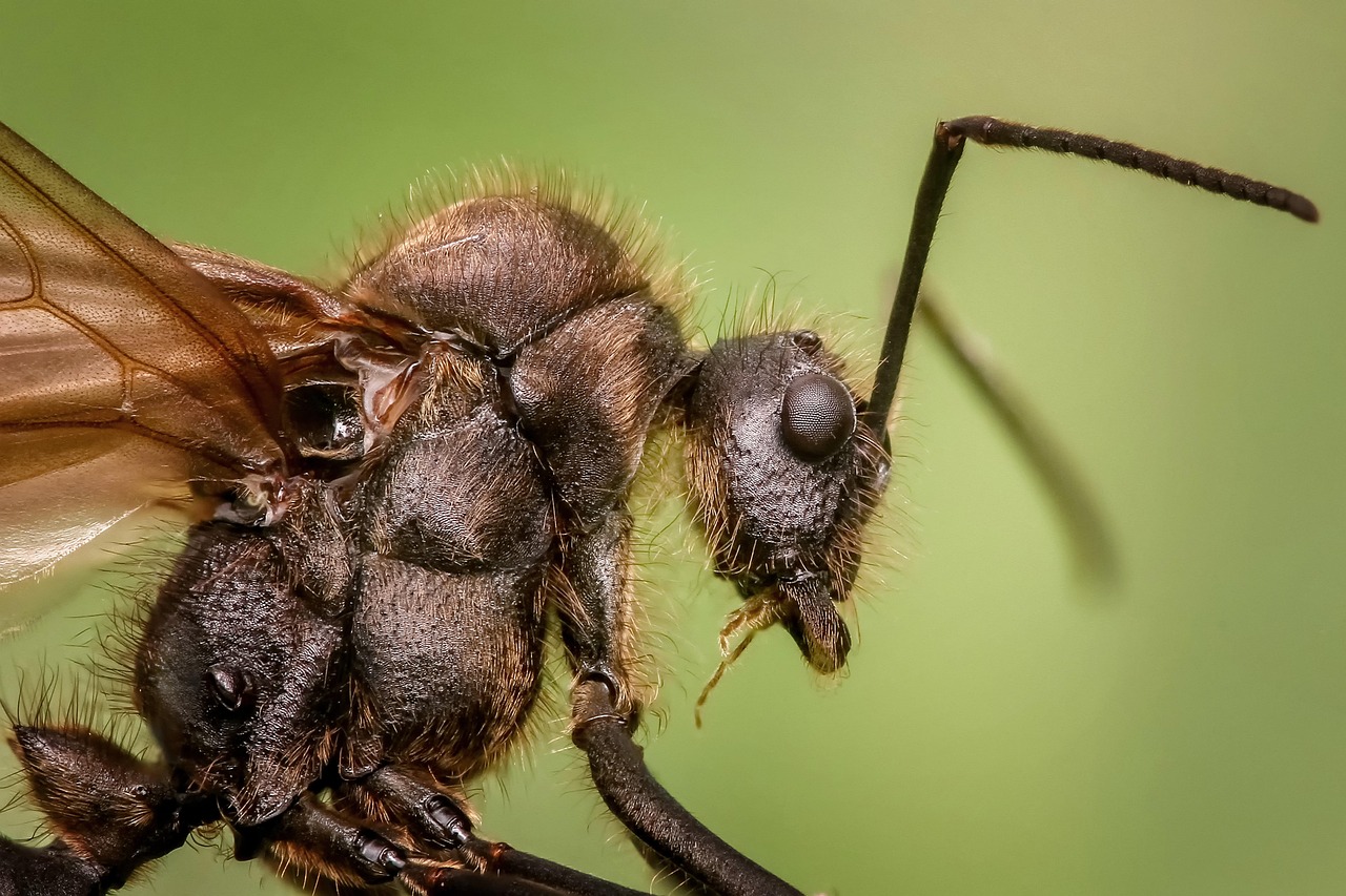 Identifying Your Ant Problem: Key Characteristics to Look For (image credits: pixabay)