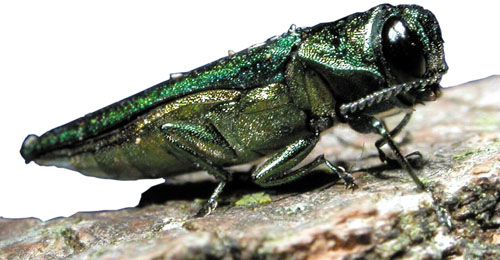 Emerald Ash Borer: The Tree Killer in Designer Green (image credits: wikimedia)