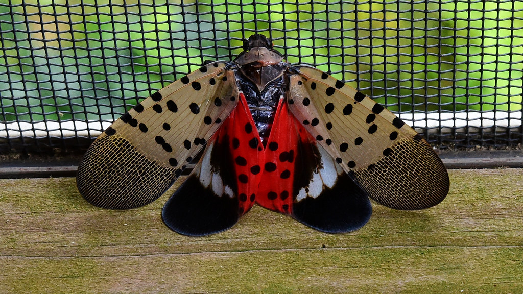 Spotted Lanternfly: The Hitchhiker with Wings (image credits: flickr)