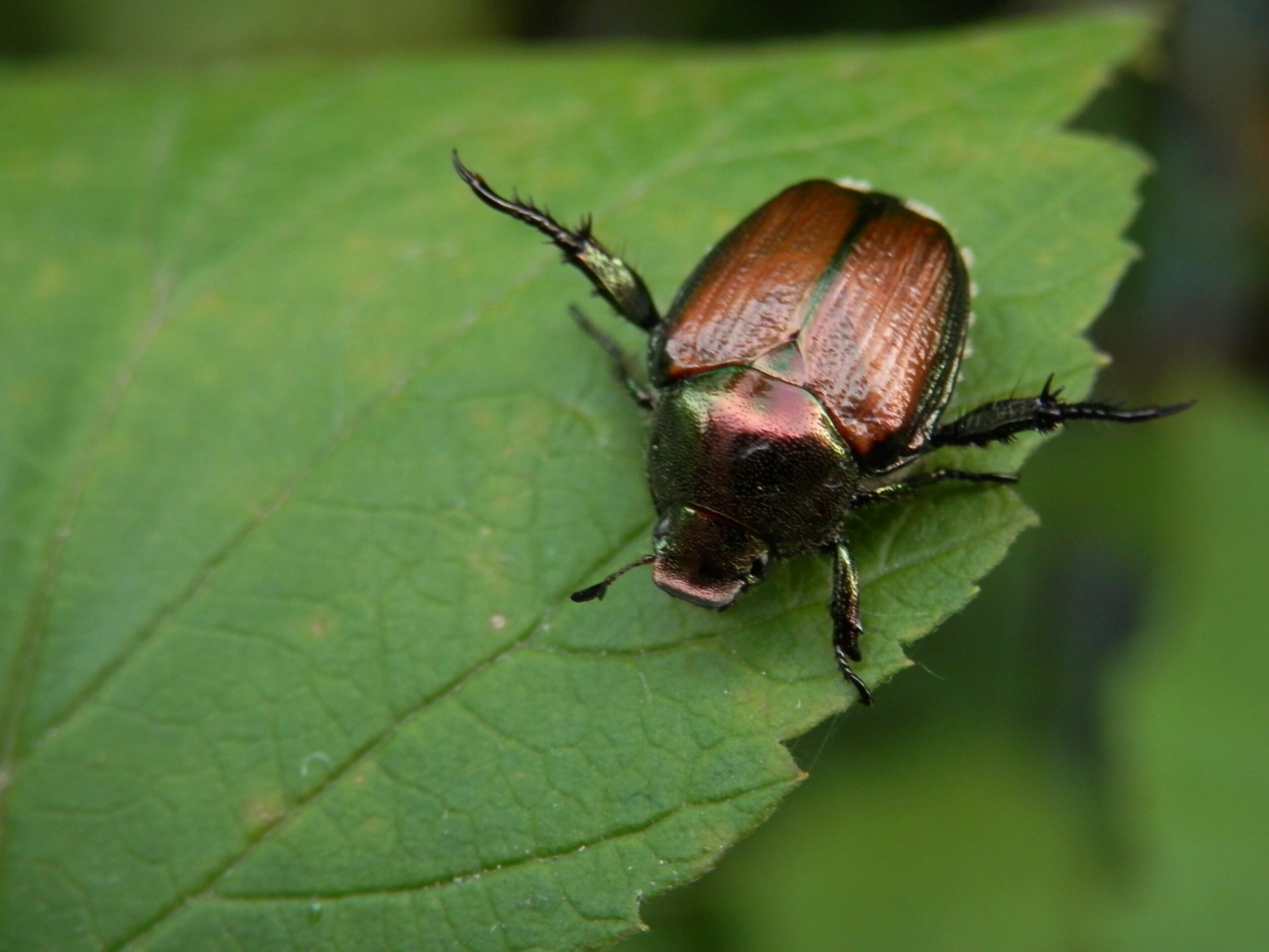 Japanese Beetle: The Gluttonous Garden Destroyer (image credits: wikimedia)