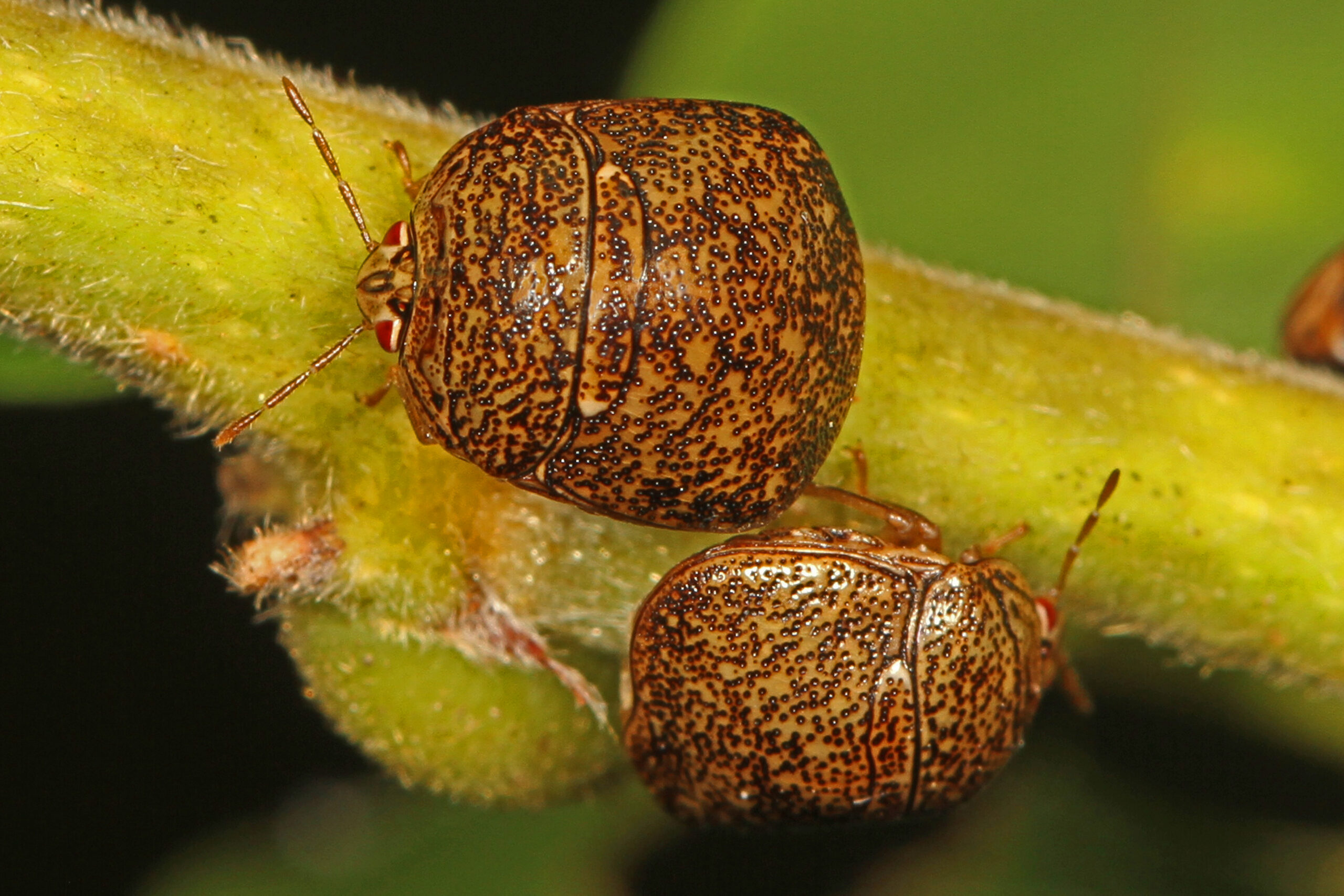 Kudzu Bug: Riding the Vine of Destruction (image credits: wikimedia)