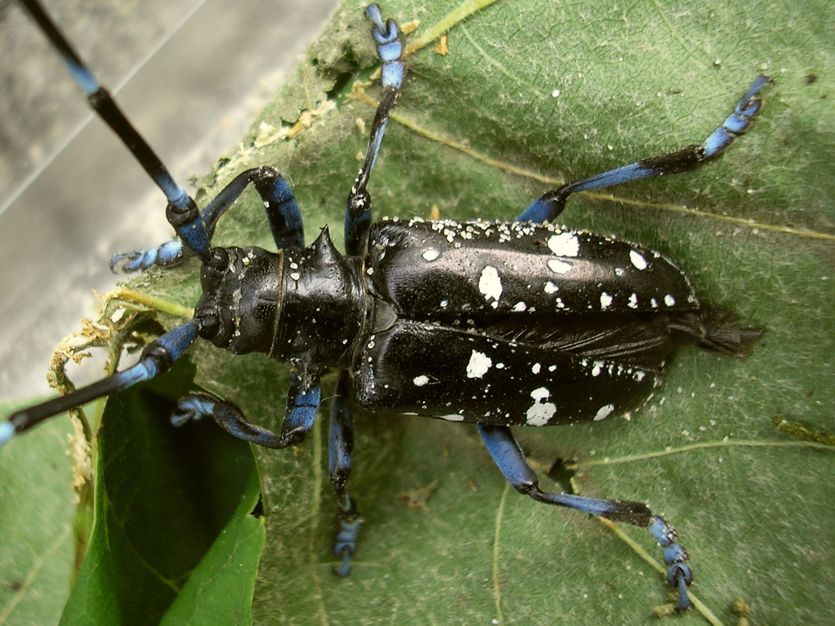 Asian Longhorned Beetle: The Hardwood Assassin (image credits: wikimedia)